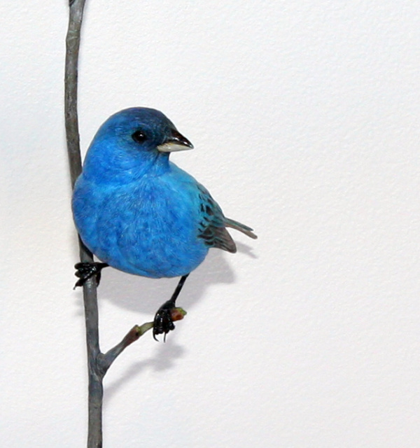 Indigo Bunting #2